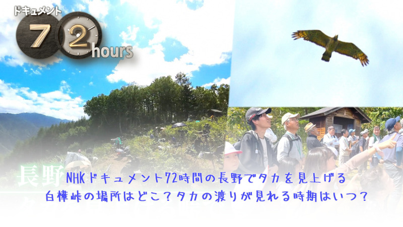 NHKドキュメント72時間の長野でタカを見上げる白樺峠の場所はどこ？タカの渡りが見れる時期はいつ？